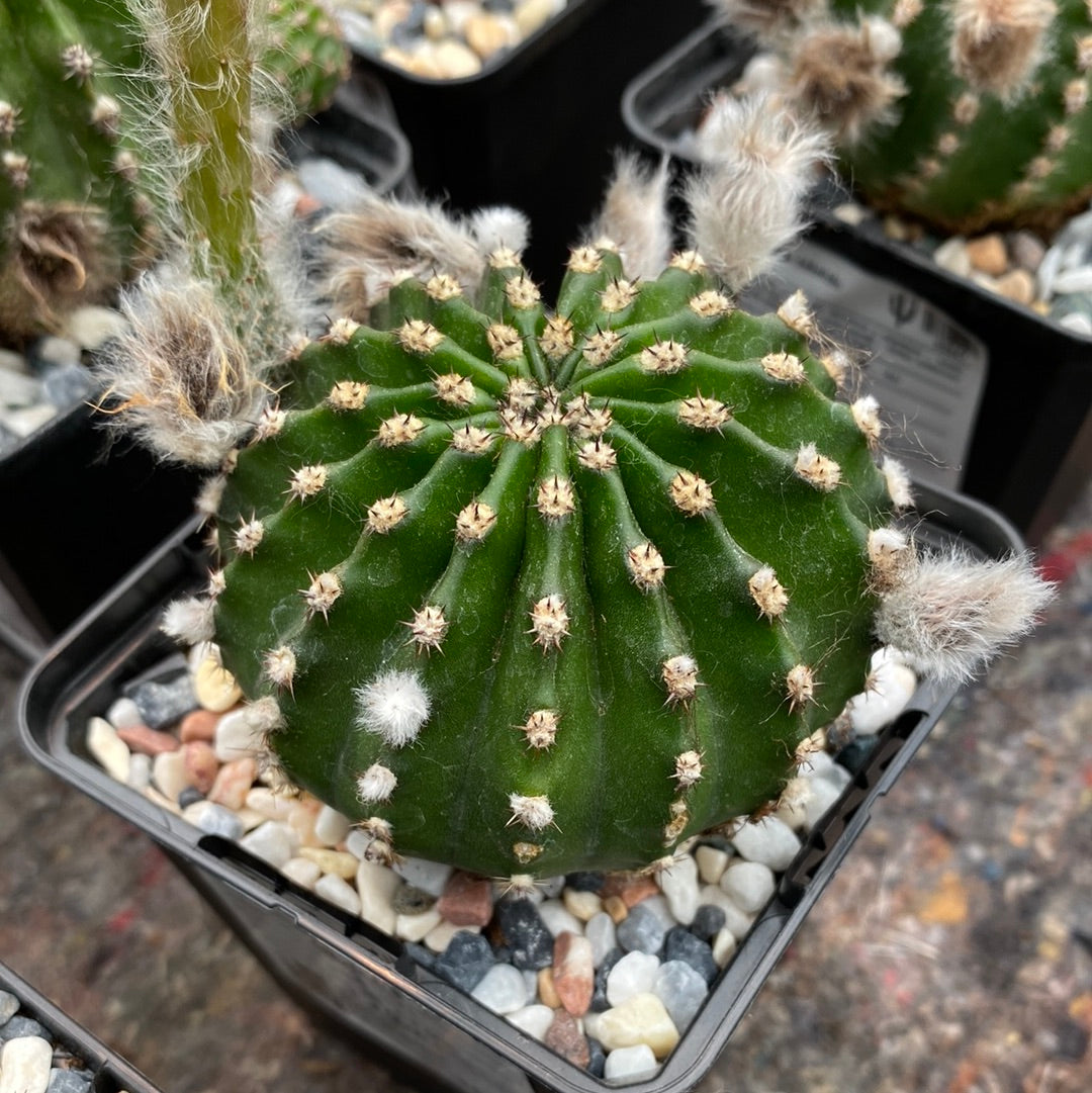 hybrid echinopsis