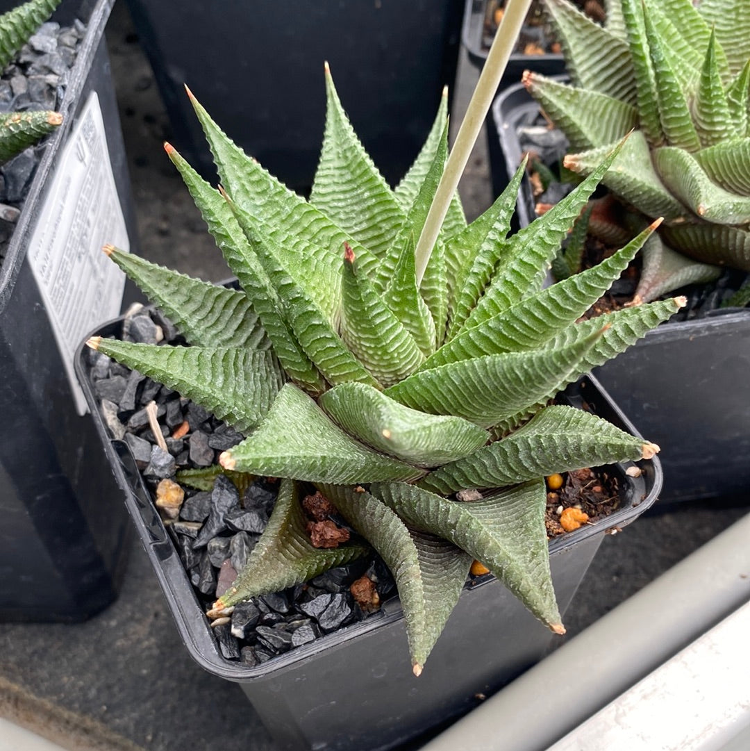 haworthia limifolia gigantea