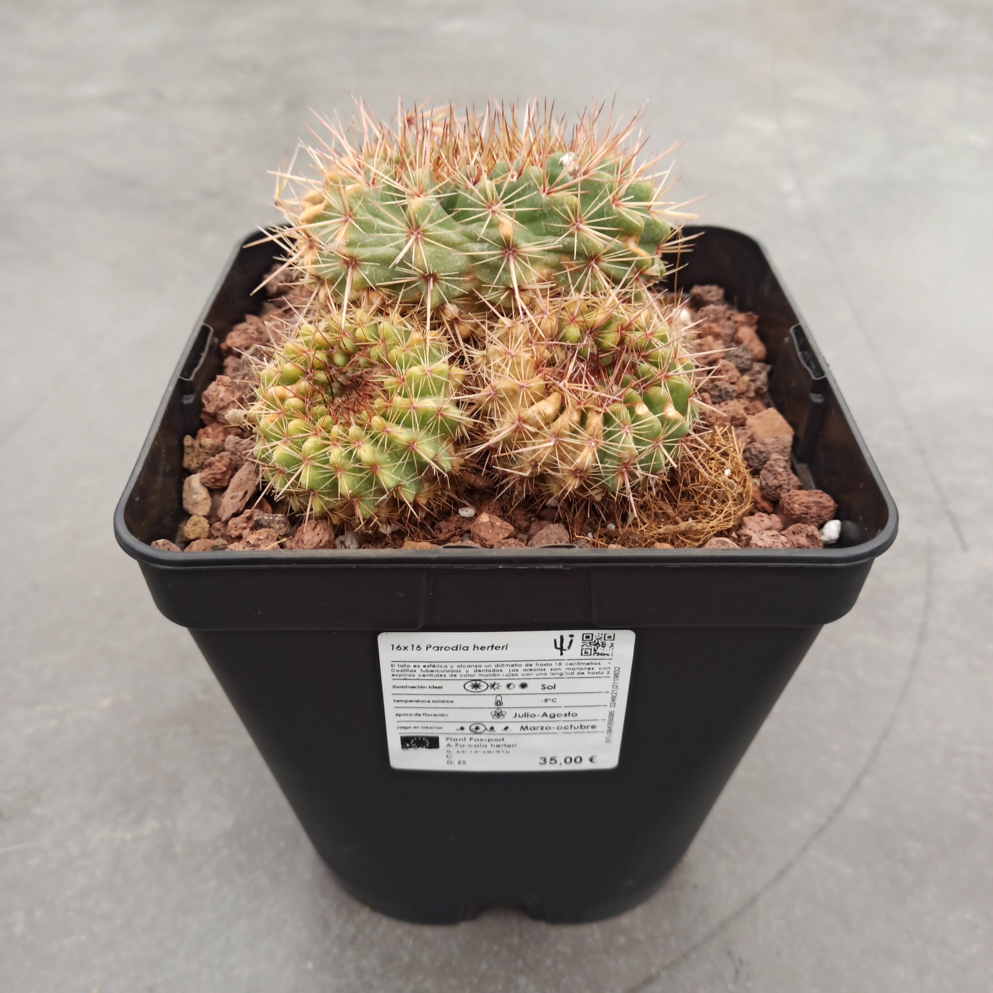 Notocactus (Parodia) herteri – DesertSTORE.es