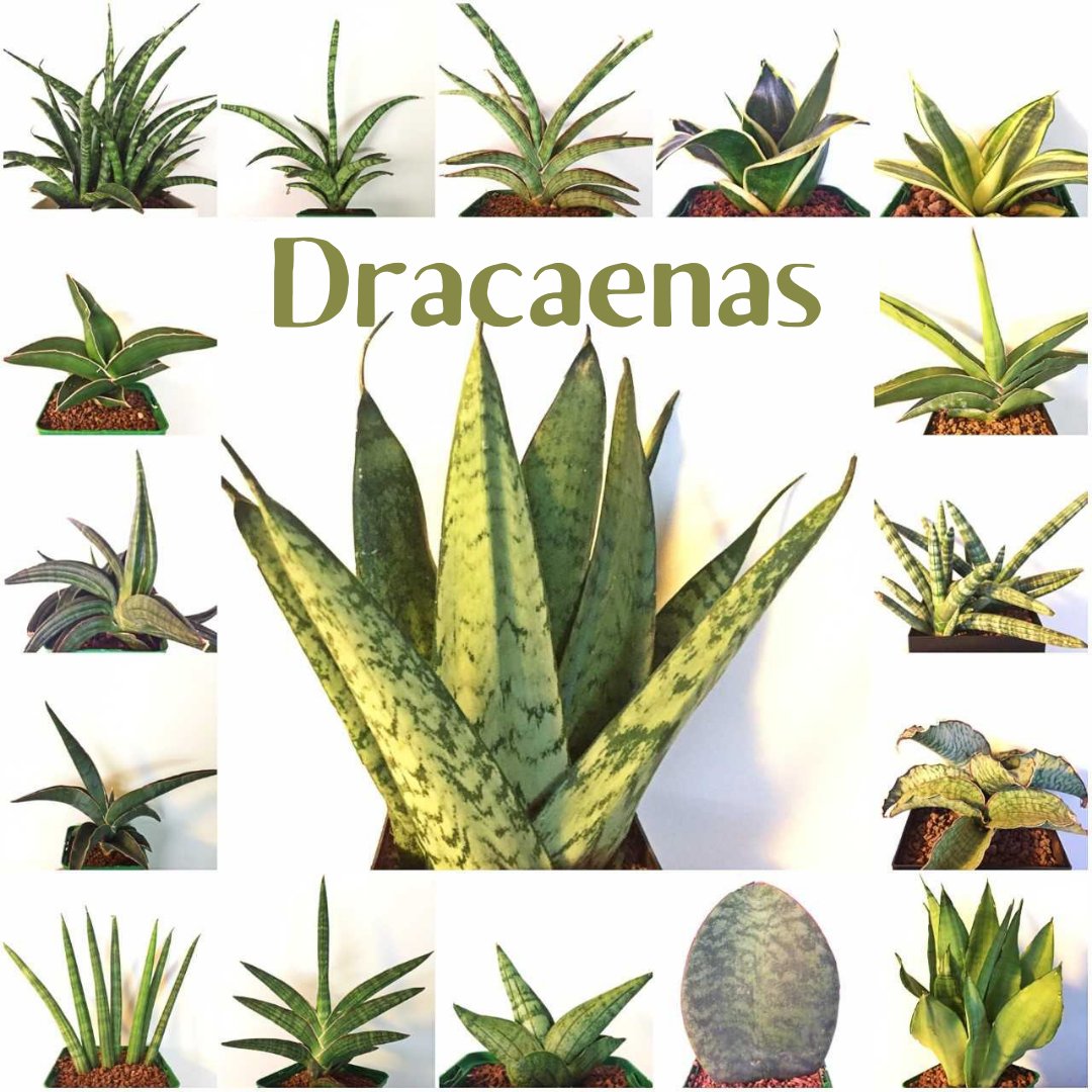 Dracaena (Sansevieria) World