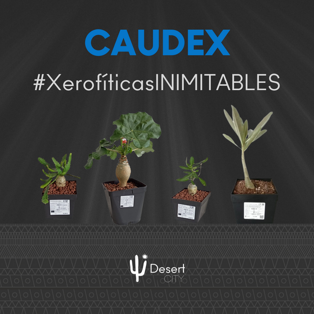 COLECCIÓN DE CAUDEX