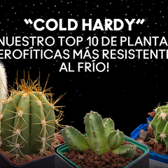 PLANTAS QUE RESISTEN LAS HELADAS