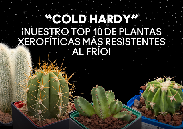 PLANTAS QUE RESISTEN LAS HELADAS