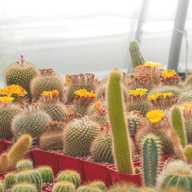 Nutrición Grandes Colecciones