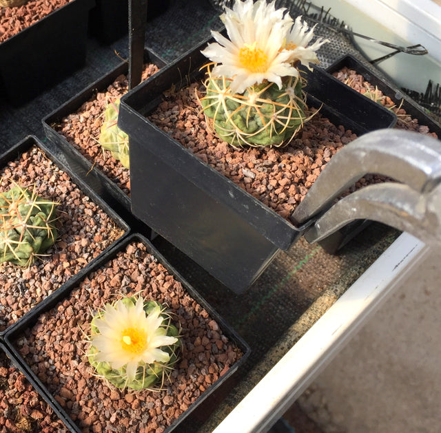 Utensilios para Manejo Vegetal