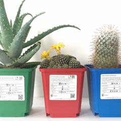 PLANTAS