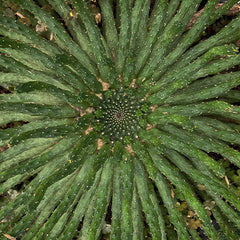 🟩 Otras Suculentas INVENTARIO TOTAL