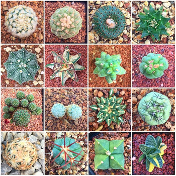 Colección Gourmet INVENTARIO TOTAL