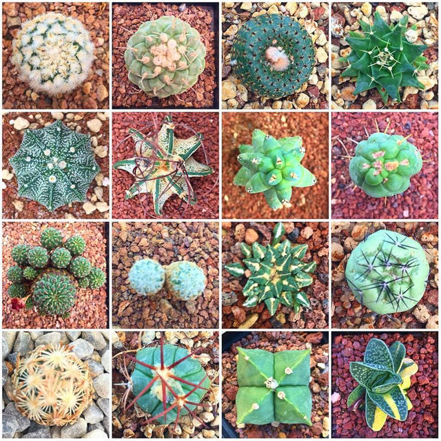 Colección Gourmet INVENTARIO TOTAL