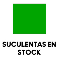 🟩  Otras suculentas