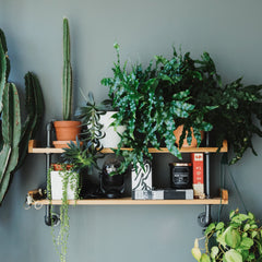 PLANTAS PARA INTERIOR