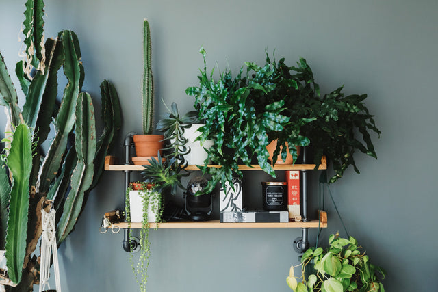 PLANTAS PARA INTERIOR