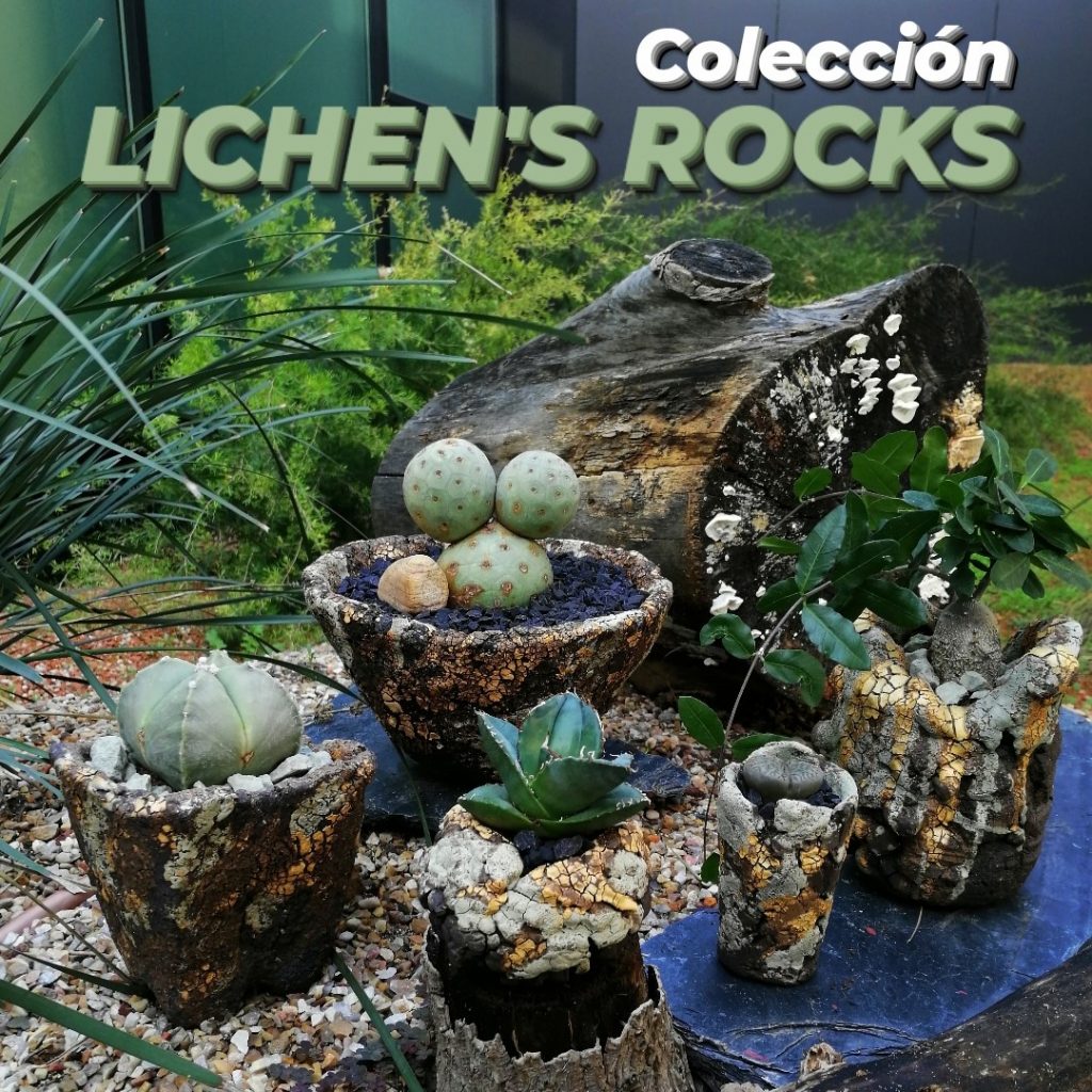 Colección LICHEN´S ROCKS