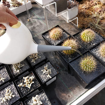 Hidratación Vegetal