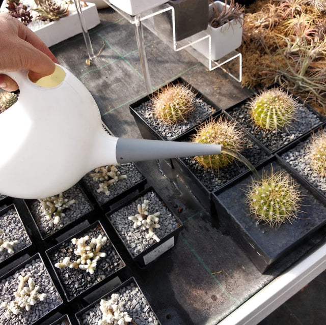 Hidratación Vegetal