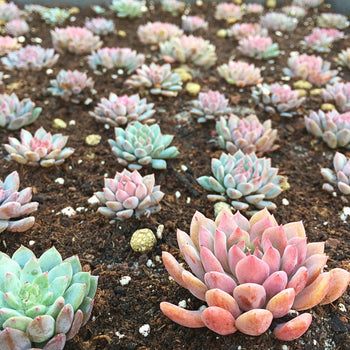 MULTIPLICACIÓN POR SEMILLERO