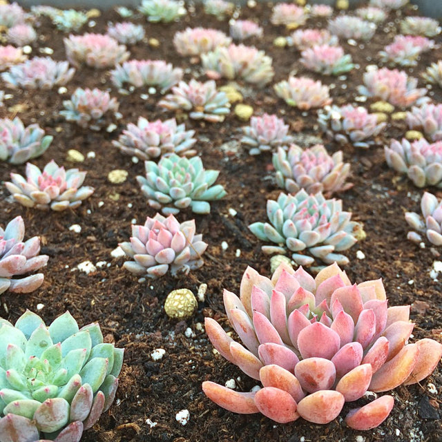 MULTIPLICACIÓN POR SEMILLERO