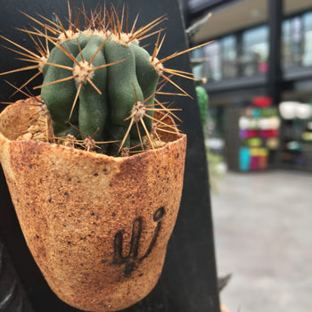 Micropaisajes con imán