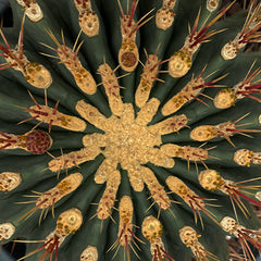 🟦 Norteamérica INVENTARIO TOTAL