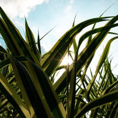 PURIFICADORAS DE AIRE