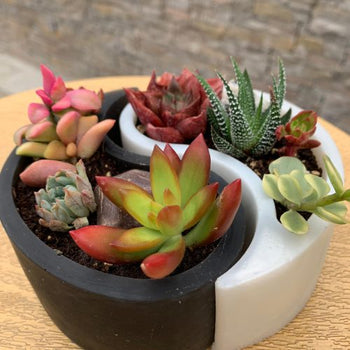 Composición de Cactus