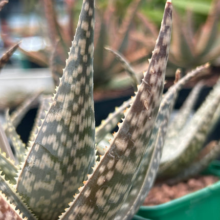 Aloe hemmingii