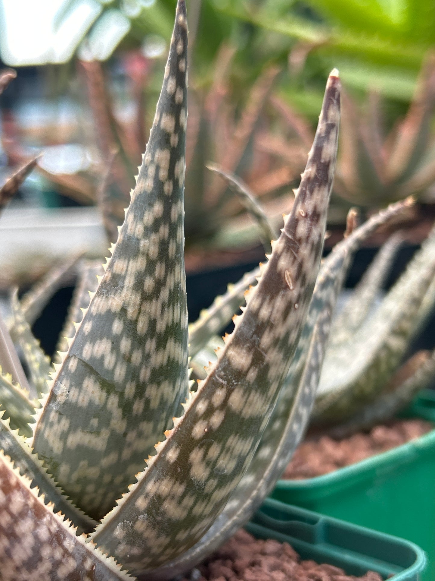 Aloe hemmingii