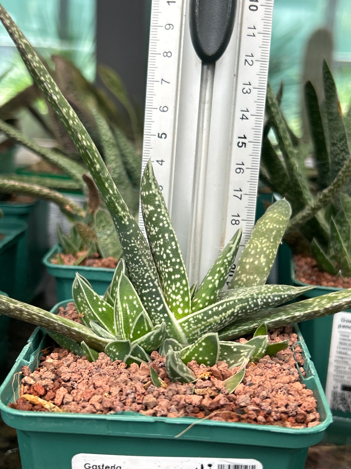 Gasteria pendulifolia