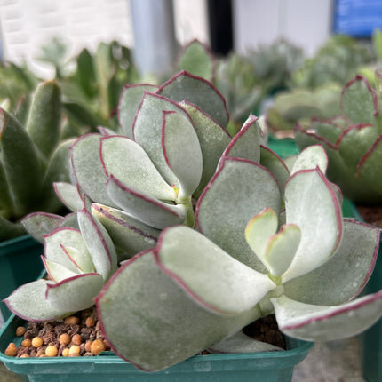 Cotyledon orbiculata