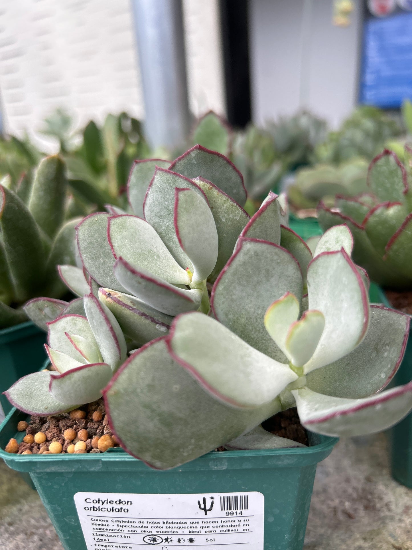 Cotyledon orbiculata