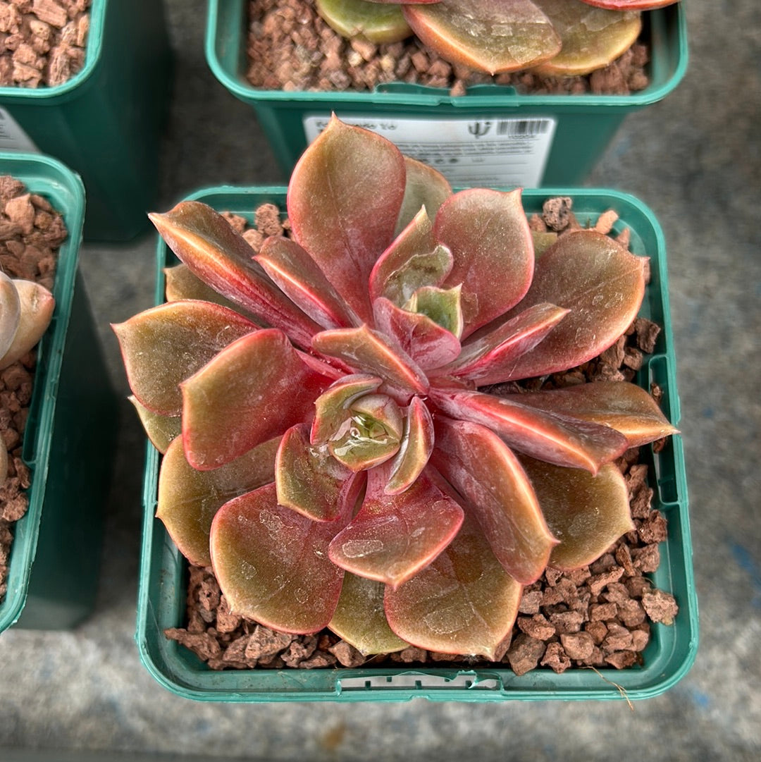 Echeveria 'The Bomb'