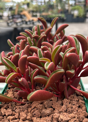 Peperomia graveolens