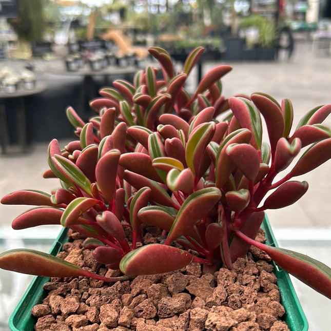 Peperomia graveolens