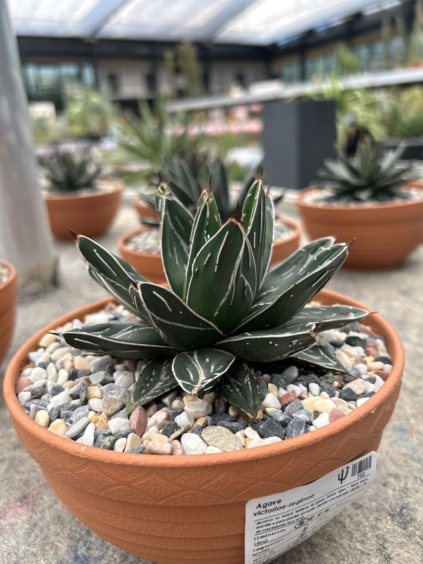 Agave victoriae-reginae