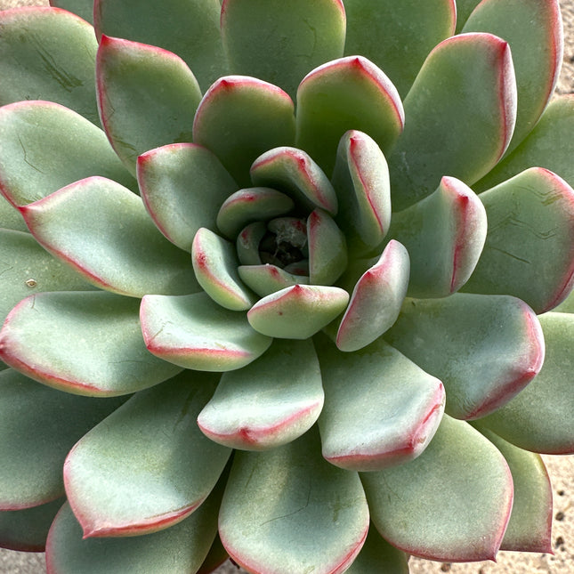 Echeveria 'Cubic Frost' | Die geometrische Eisrose