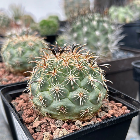 Coryphantha kracikii