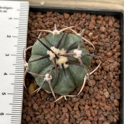 Echinocactus horizonthalonius ct7