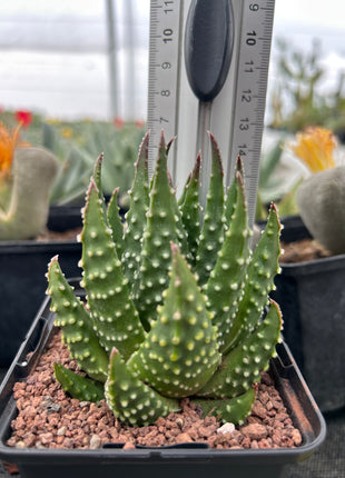 Tulista pumila var. sparsa