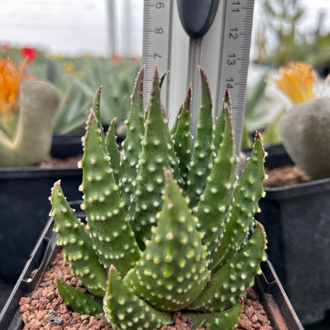 Tulista pumila var. sparsa