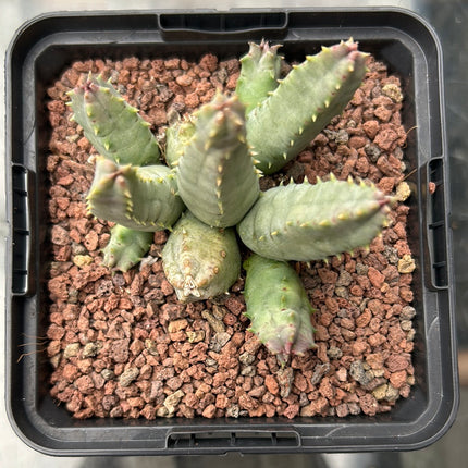 Huernia piersii