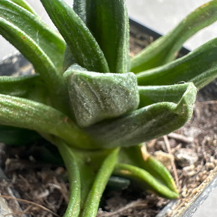 Haworthiopsis sordida var. lavranii