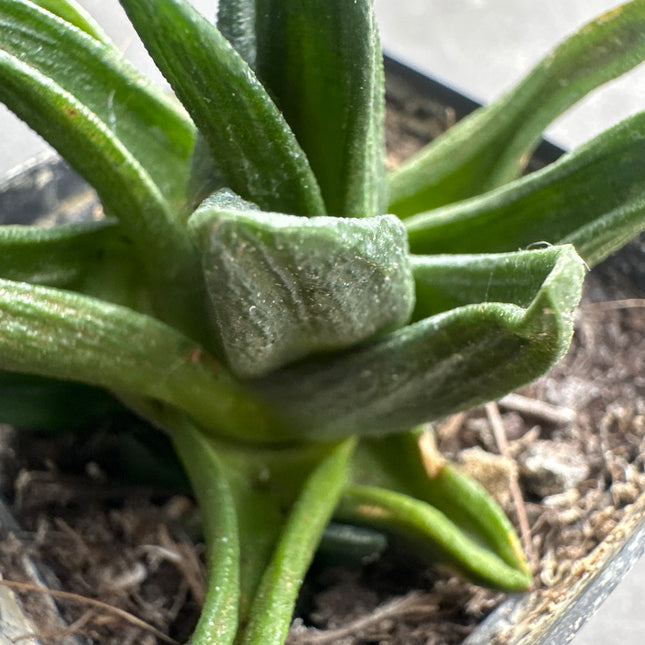 Haworthiopsis sordida var. lavranii