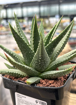 Tulista 'David Grisbby' (T. pumila x T. marginata)