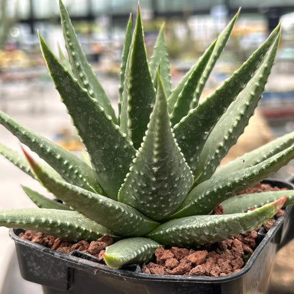 Tulista 'David Grisbby' (T. pumila x T. marginata)