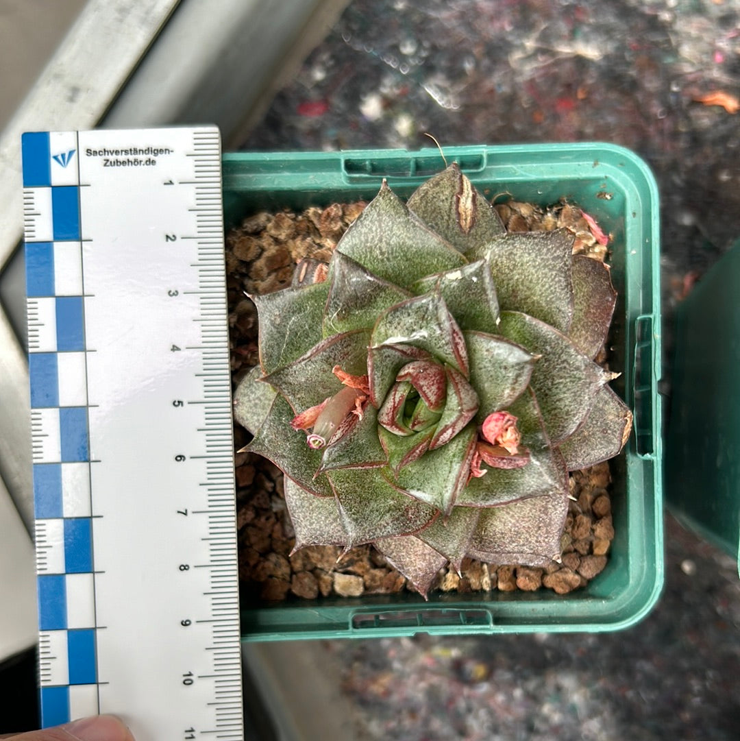 Echeveria Purposum