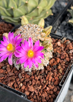 Mammillaria hernandezii