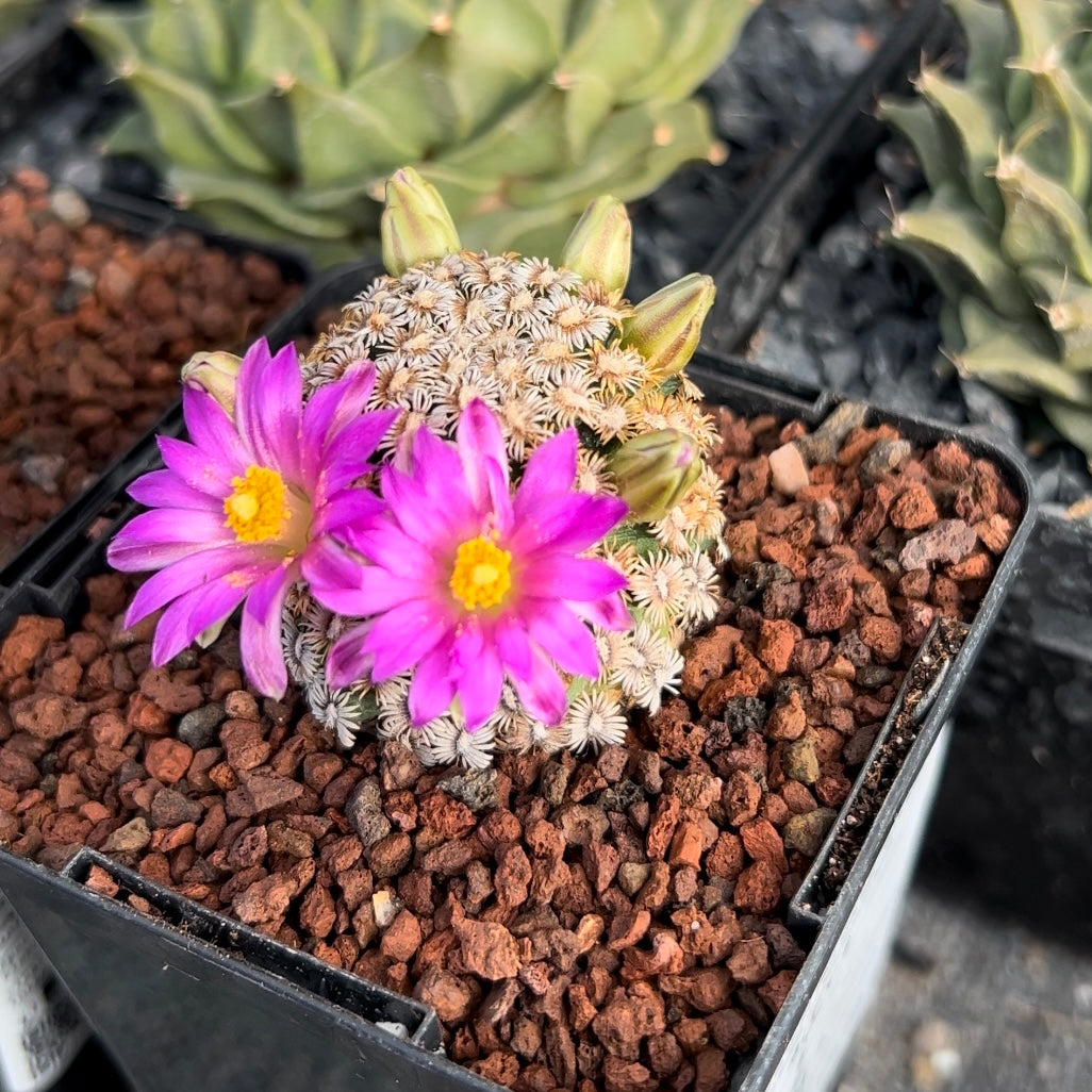 Mammillaria hernandezii