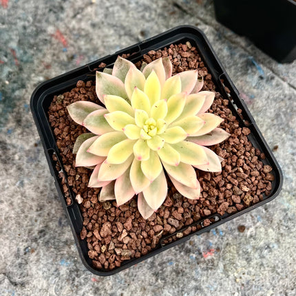 Variegated Echeveria mebina