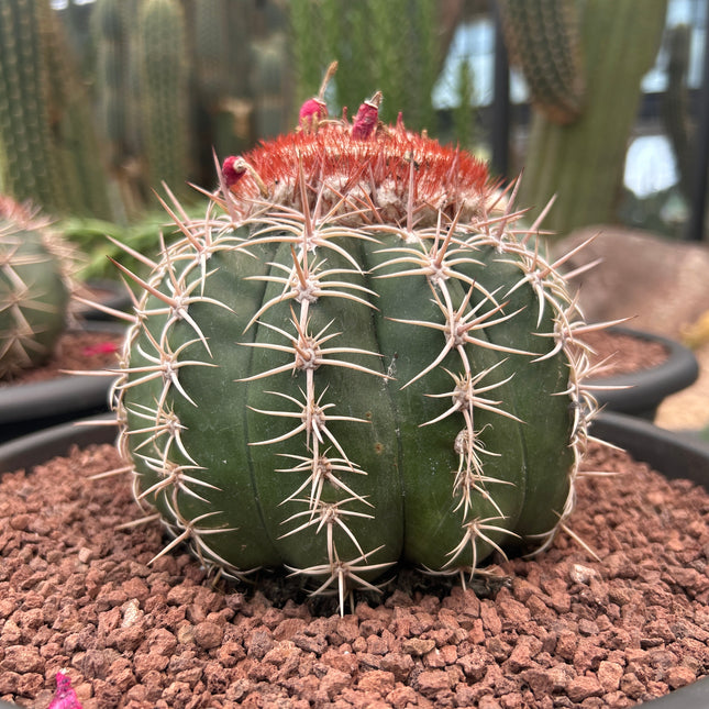 Melocactus curvispinus