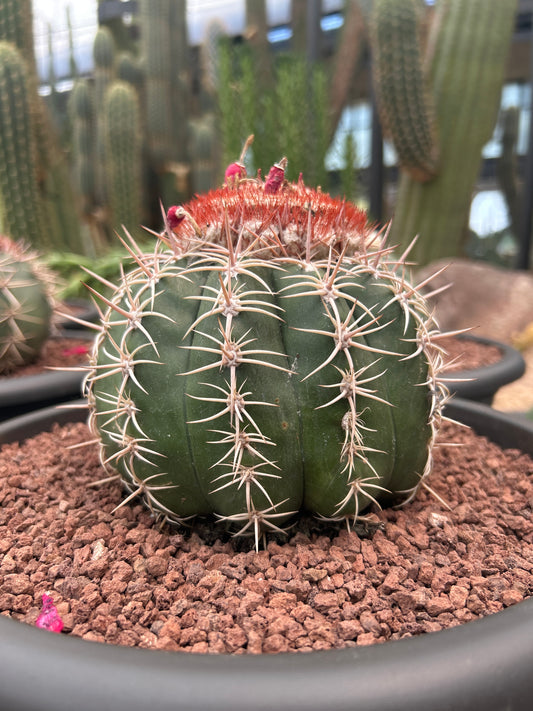 Melocactus curvispinus